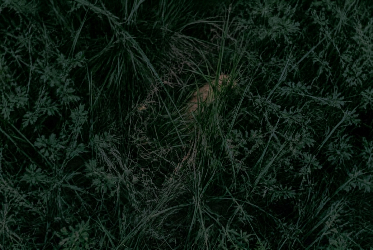 Dog hidden in grass, normal camera