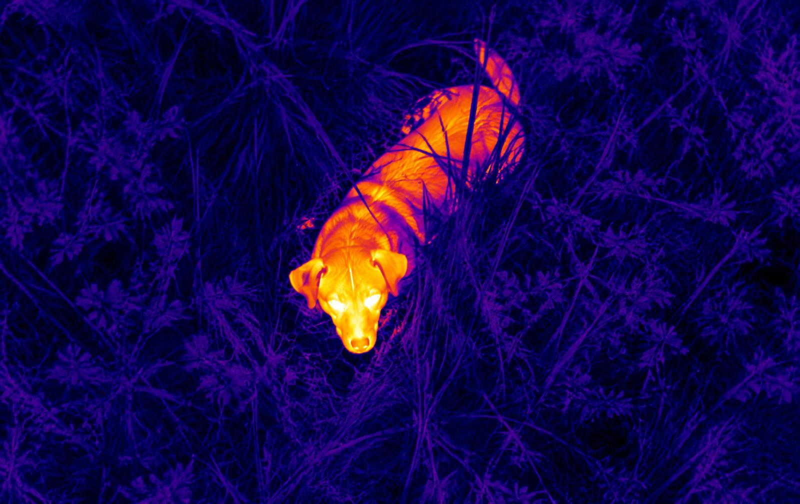 Same dog glowing on thermal camera